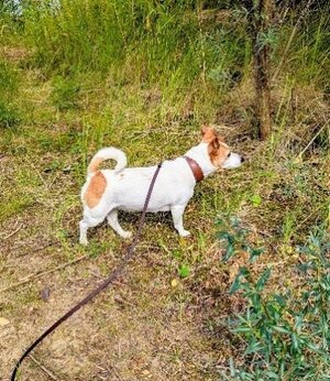 Bild vergr&ouml;&szlig;ern: Foto Hund mit Leine